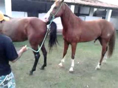 porn com cavalo